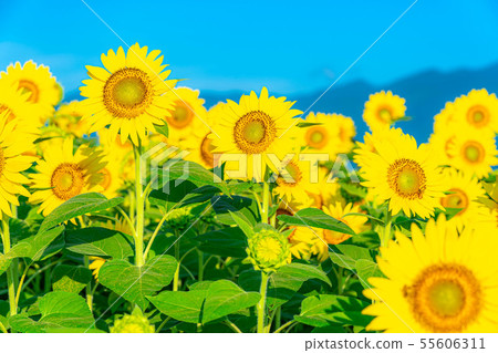 One side of sunflower field [Nagano Prefecture] 55606311