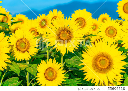 One side of sunflower field [Nagano Prefecture] 55606318