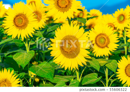One side of sunflower field [Nagano Prefecture] 55606322