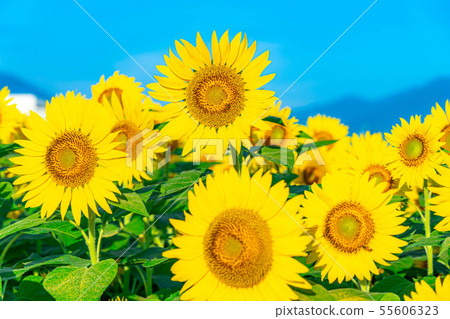 One side of sunflower field [Nagano Prefecture] 55606323