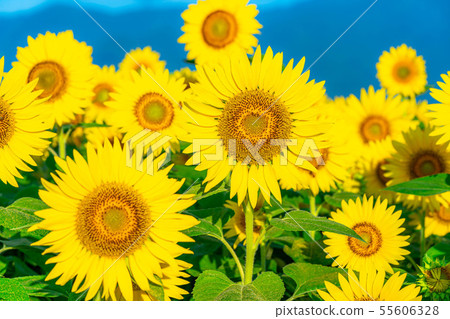 One side of sunflower field [Nagano Prefecture] 55606328