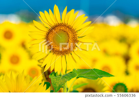 One side of sunflower field [Nagano Prefecture] 55606336