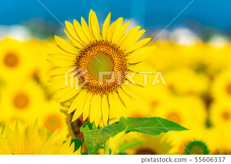 One side of sunflower field [Nagano Prefecture] 55606337