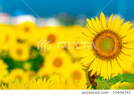 One side of sunflower field [Nagano Prefecture] 55606342