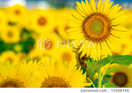 One side of sunflower field [Nagano Prefecture] 55606348