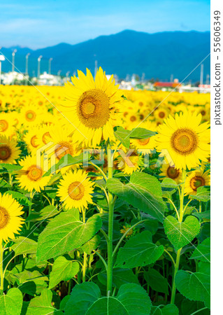 One side of sunflower field [Nagano Prefecture] 55606349