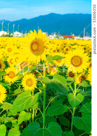 One side of sunflower field [Nagano Prefecture] 55606350