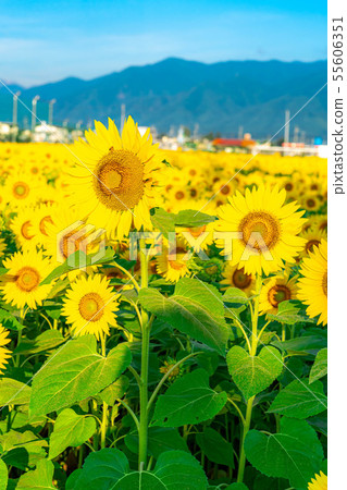 One side of sunflower field [Nagano Prefecture] 55606351
