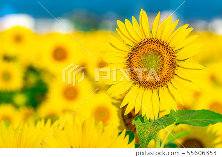 One side of sunflower field [Nagano Prefecture] 55606353