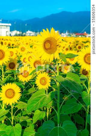 One side of sunflower field [Nagano Prefecture] 55606354