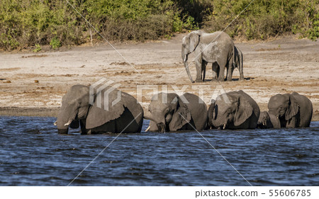 Family of elephants enters a river to find new food Family of elephants enters a river to find new food 55606785