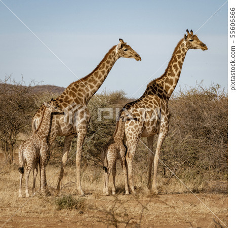 Two baby giraffes each stand next to their mother Two baby giraffes each stand next to their mother 55606866