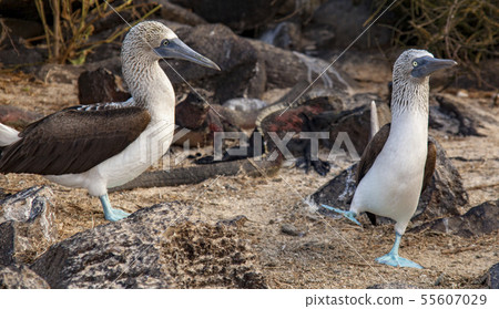 male blue footed booby dances male blue footed booby dances 55607029