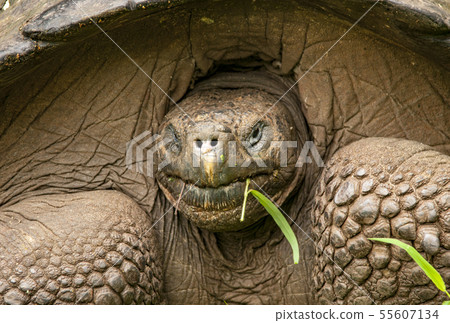 Closeup of Galapagos Tortoise on Santa Cruz Island 55607134