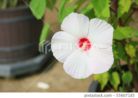 Titan Bikas Flower Titan Bikas Flower 55607185