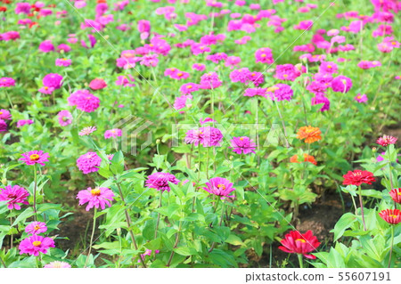 Zinnia Flower 55607191