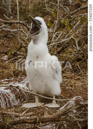 Baby Blue Footed Booby Cries For Mother to Return With Food on Galapagos Island 55607204