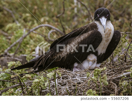 Frigatebird Female Sitting on Nest With Chick on Galapagos Island 55607206
