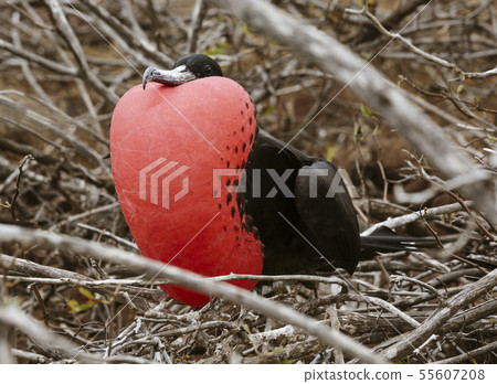 Frigatebird Male in Full Plummage on Galapagos Island 55607208