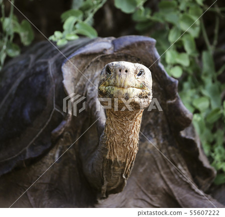Galapagos Tortoise sticks his neck out to stare at camera on Galapagos Island Galapagos Tortoise sticks his neck out to stare at camera on Galapagos Island 55607222
