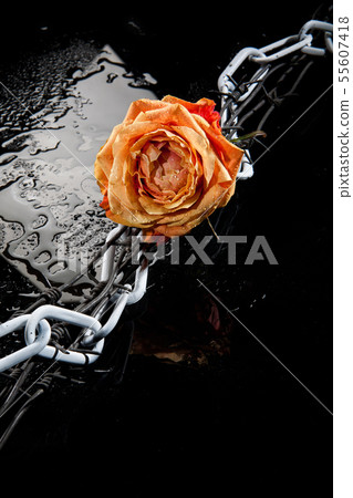 Rose, Chain And Barbed Wire 55607418