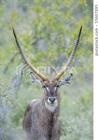 Common Waterbuck in Kruger National park, South Common Waterbuck in Kruger National park, South 55607895