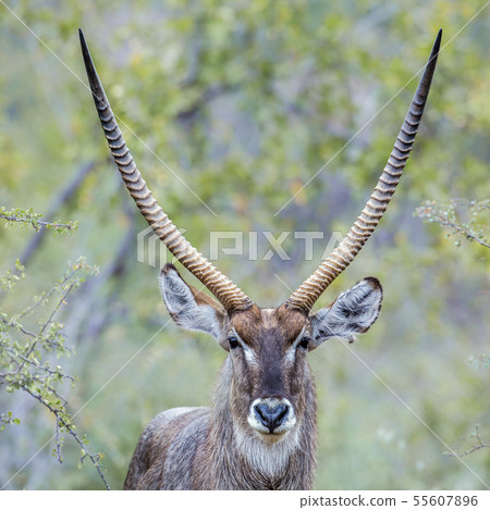 Common Waterbuck in Kruger National park, South 55607896