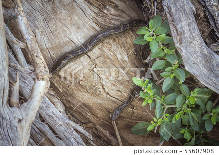 African rock python in Kruger National park, South 55607908
