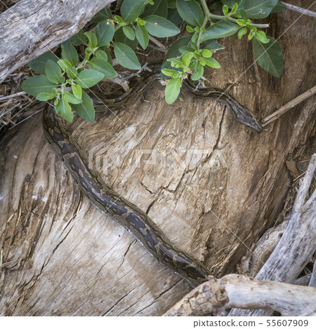 African rock python in Kruger National park, South 55607909