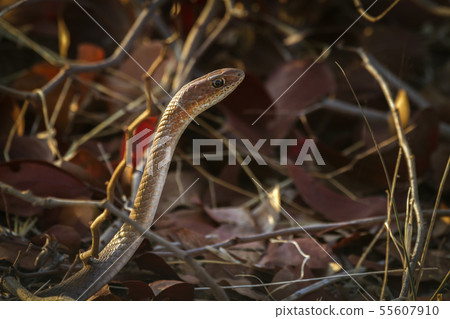 Cape house snake in Kruger National park, South 55607910