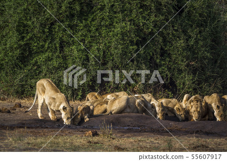 African lion in Kruger National park, South Africa 55607917
