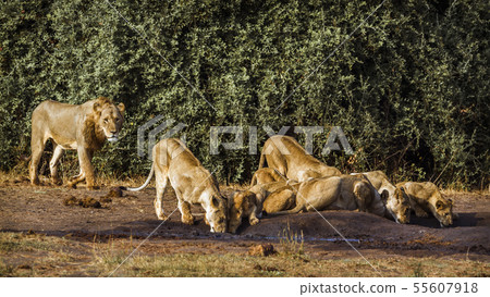 African lion in Kruger National park, South Africa African lion in Kruger National park, South Africa 55607918