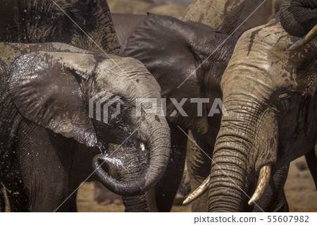 African bush elephant in Kruger National park, 55607982