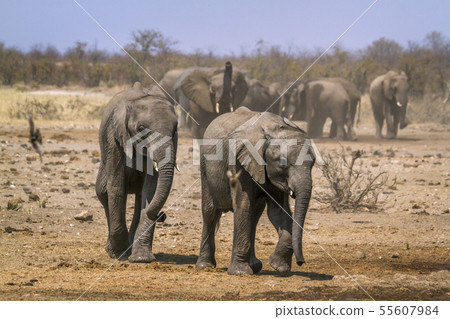 African bush elephant in Kruger National park, African bush elephant in Kruger National park, 55607984