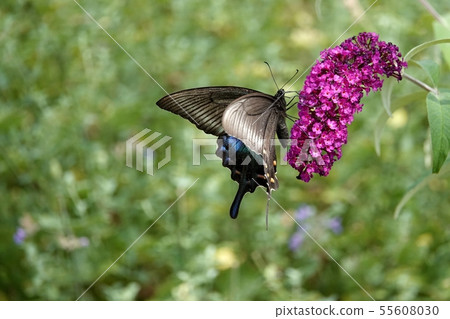 Buddrea and Miyama Raven Swallowtail Buddrea and Miyama Raven Swallowtail 55608030