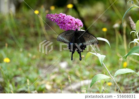 Buddrea and Miyama Raven Swallowtail Buddrea and Miyama Raven Swallowtail 55608031