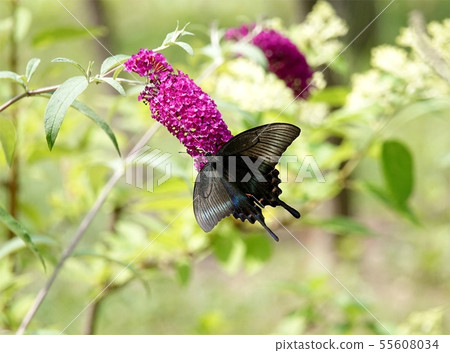 Buddrea和Miyama Raven Swallowtail Buddrea和Miyama Raven Swallowtail 55608034