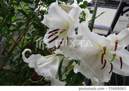Lily Stargeiza Lily Stargeiza 55608063