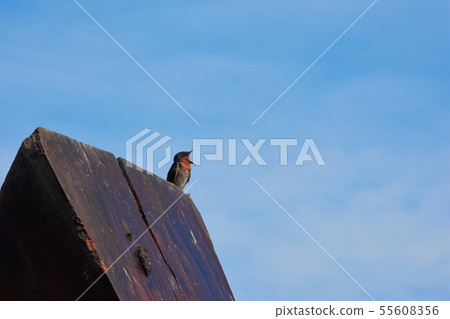 Swallow Bird Swallow Bird 55608356