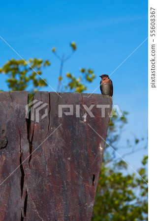 Swallow Bird 55608367