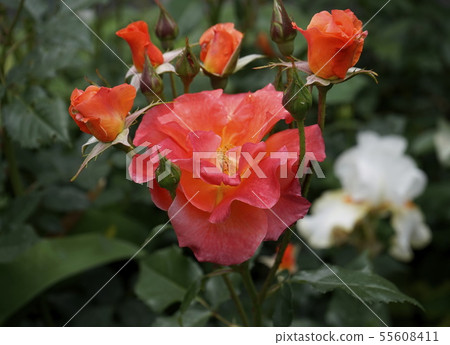 Rose variety Charleston 55608411