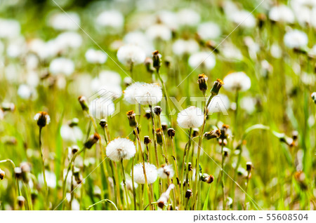Dandelion flower heads changing into puffy seeds. Dandelion flower heads changing into puffy seeds. 55608504