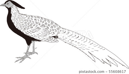 Ukiyoe pheasant part 1 Ukiyoe pheasant part 1 55608617