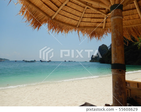 未開發的海灘邊 未開發的海灘邊 55608629