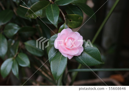 Winter Bloom Maiden 55608646