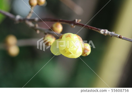 Plum blossom begins to bloom Plum blossom begins to bloom 55608756