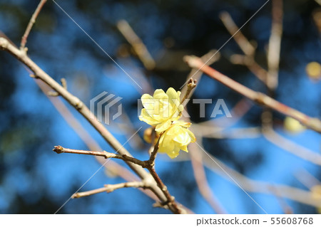 開花的杏李 55608768