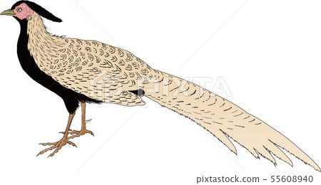 Ukiyoe pheasant part 2 55608940