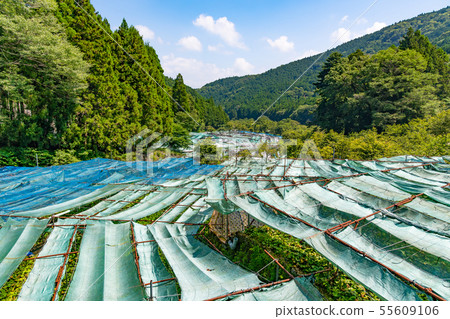 Izu City, Shizuoka Pref. Izu City, Shizuoka Pref. 55609106