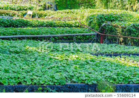 靜岡縣伊豆市 55609114